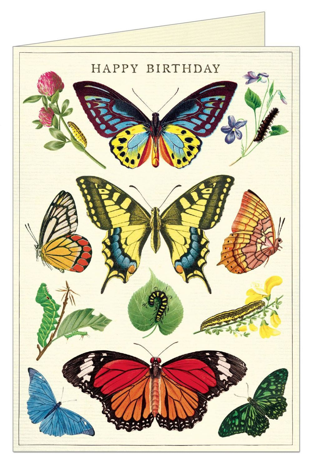 Cavallini & Co Greeting Card -HB Butterfly