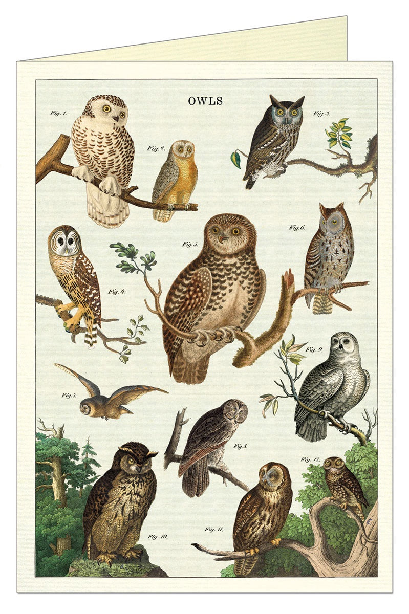 Cavallini & Co Greeting Card - Owl Chart