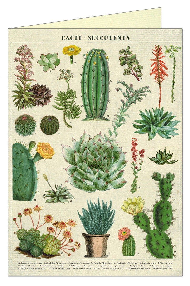 Cavallini & Co Greeting Card - Succulents