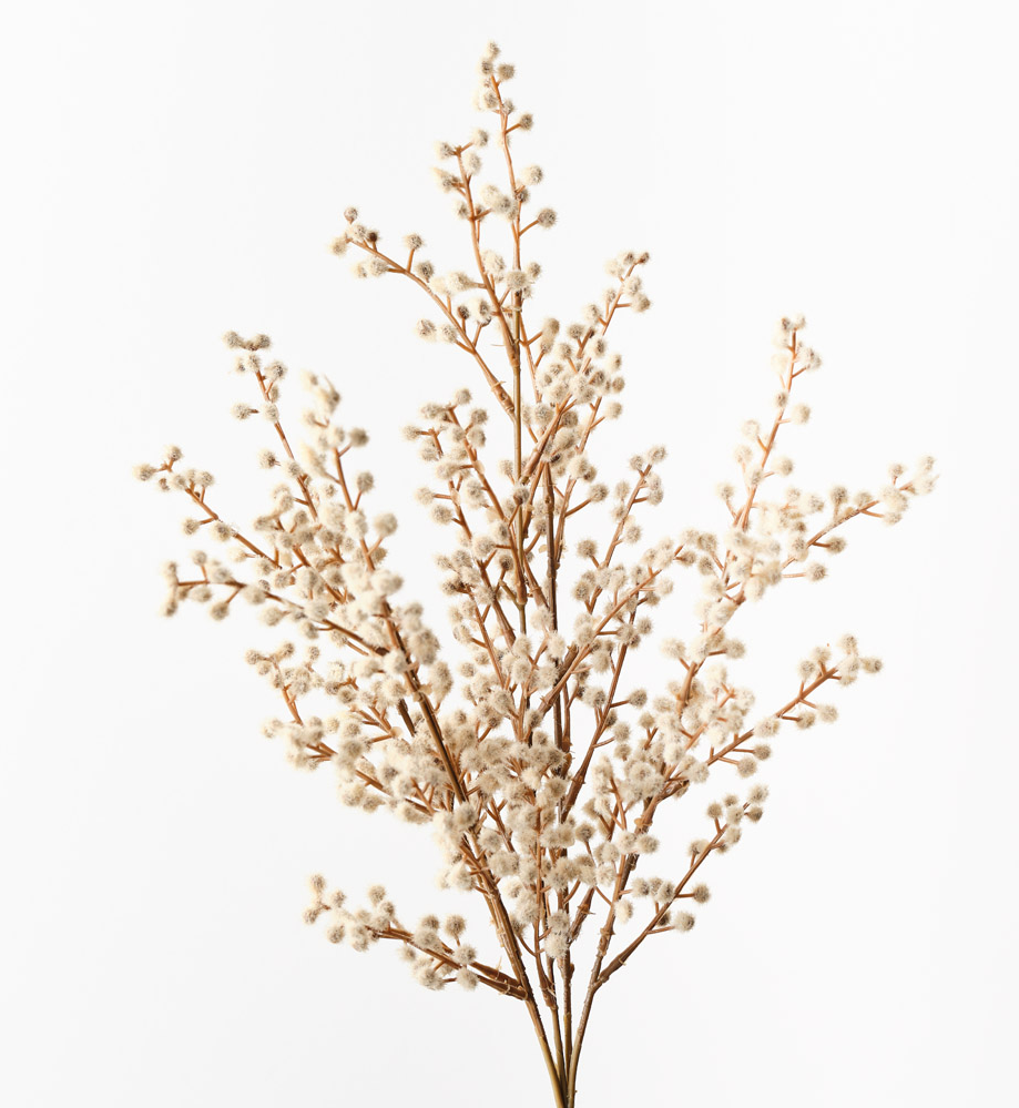 Wattle Bush Natural 48cm