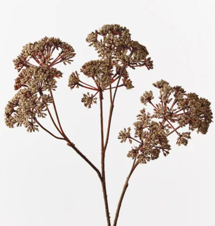Fennel Flower Spray 57cml