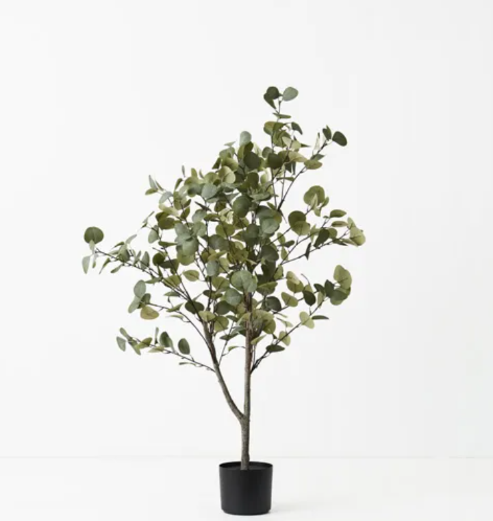 Eucalyptus Tree 110cmh