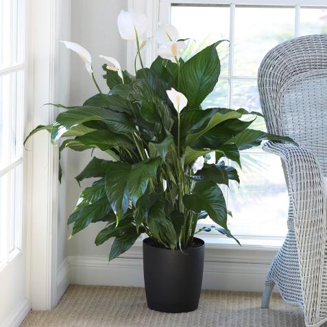 Spathiphyllum Peace Lily 250mm