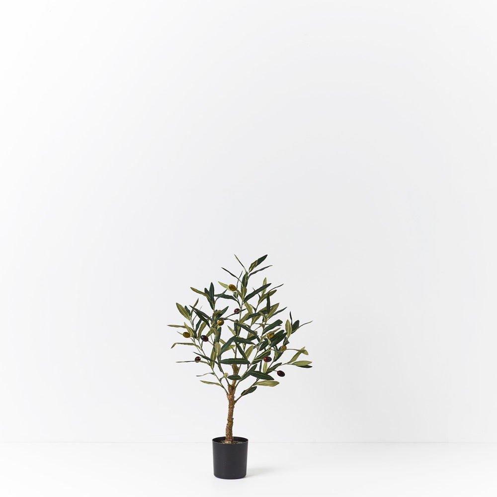 Olive Tree 61cm