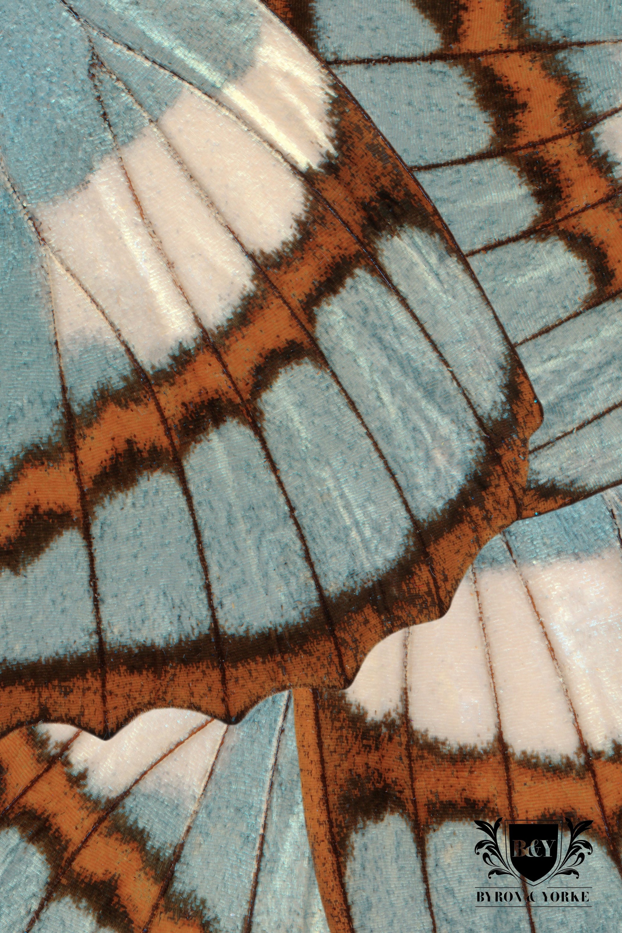 Giftboxed Microfibre Tea Towel Butterfly Wings